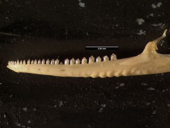Media type: image;   Herpetology R-131955